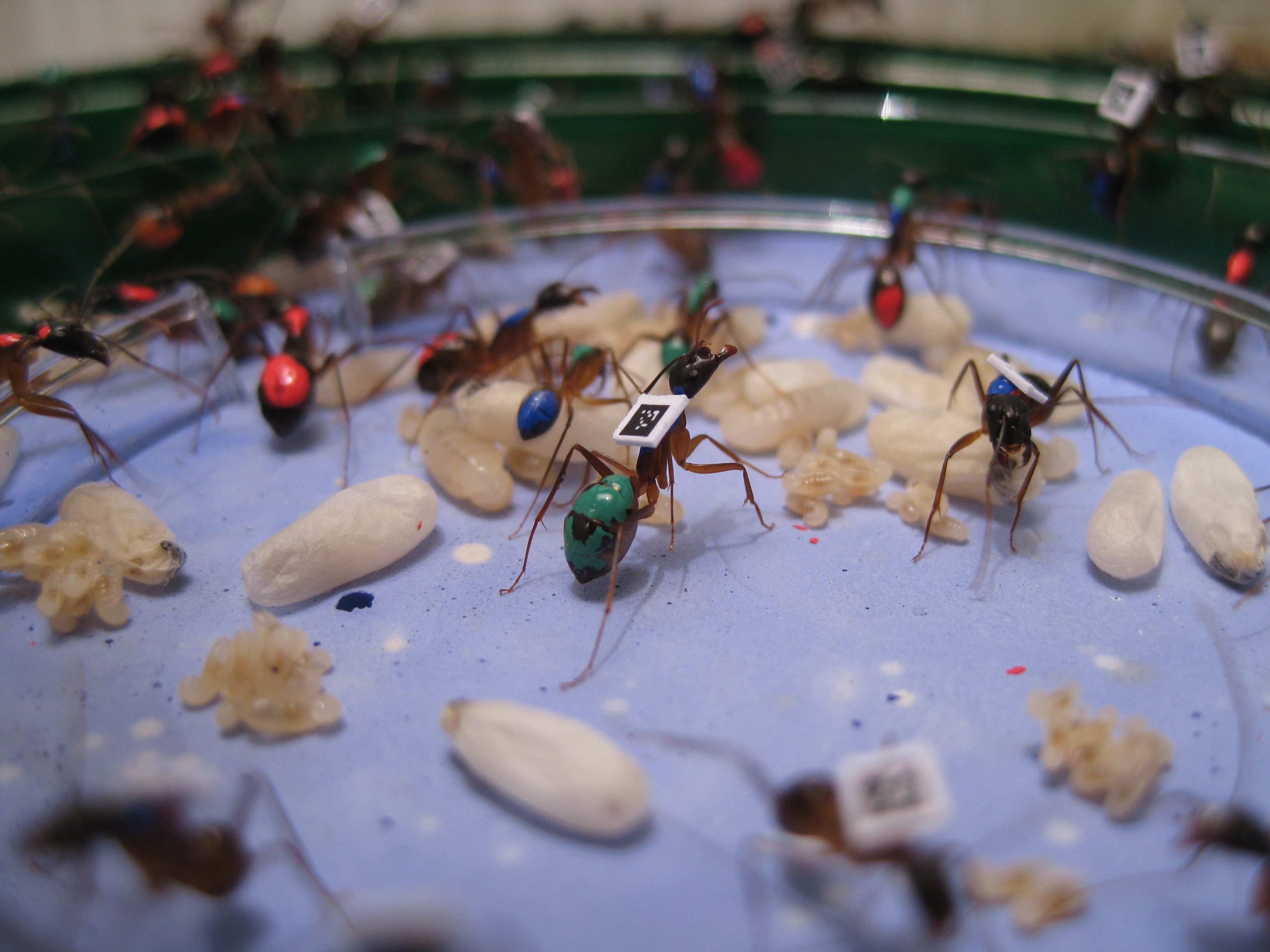 Изучение муравьев