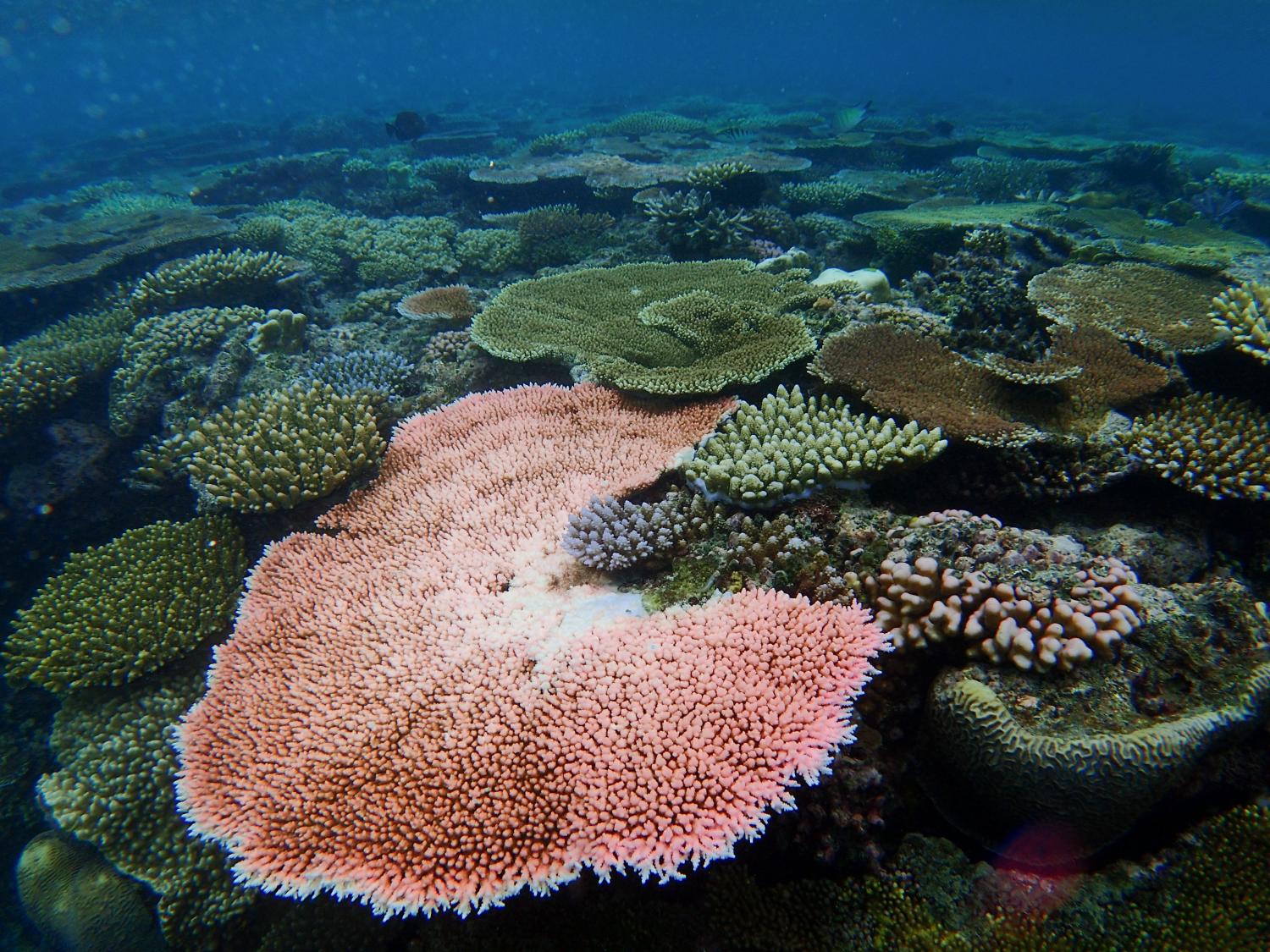 Коралловые рифы образуют. Саркофитон коралл. Амазонский коралловый риф. Кауластрея коралл. Кораллы плоские.